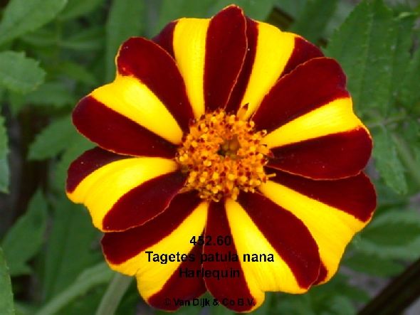 Flori de toamna Tagetes-patula-nana-452-60-harlequin
