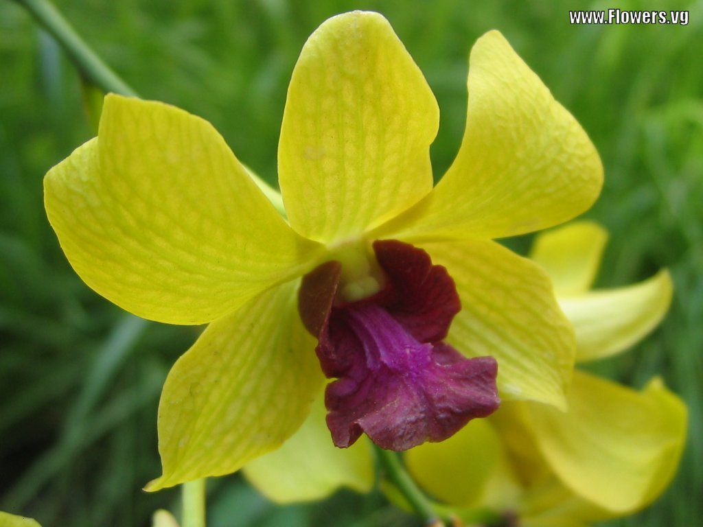 orchid-dendrobium.jpg